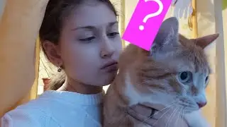 Где МОЙ кот? 🐱