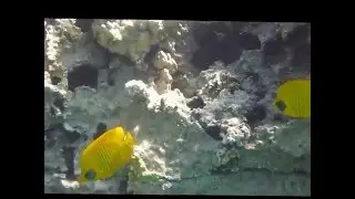 Masked Butterflyfish, Motylek niebieskolicy, Chaetodon semilarvatus