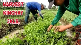 KINCHAY harvest subrang nakakatuwa
