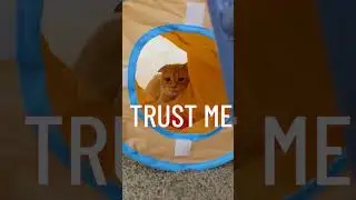 Hard Truths from a Cat #reels #youtubeshorts #cat