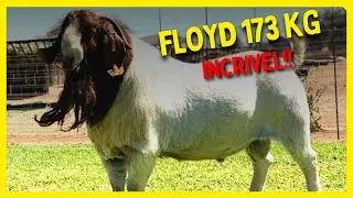 ☑️ FLOYD 173 KG UMA M&Aacute;QUINA! Boer goat FARM - Barry Strydom