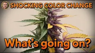 Late Flower SHOCKER: Green Leaves, Purple Buds?! | Strawnanna Melt Grow Update