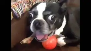 CRAZY DOG REACTION