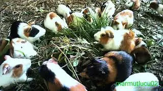 asmr|wao...? marmut lucu mukbang rumput hijau rame rame yuhu