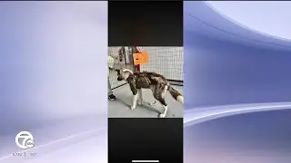 Man charged after dogs freeze to death, advocates stress bringing pets indoors