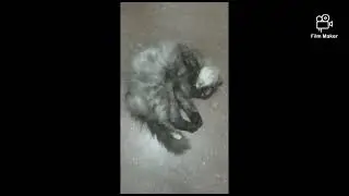 Crab walking cat