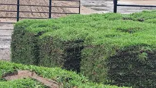 St Augustine Grass Pallets For Sale Houston - Treeline Houston Grass