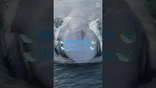 Biggest fish in the world Blue whale 🐋 👑 Queen of Ocean 🌊 sea🐳🐳