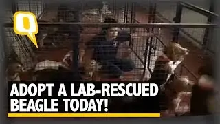 The Quint: 156 Adorable Lab-Rescued Beagles Are up for Adoption!