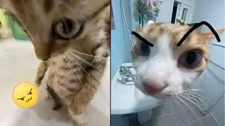 🐶Estos Animales Graciosos Te Alegrarán 😂