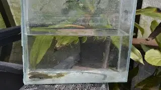 Rainbow Goodeid  - In Greenhouse Tub