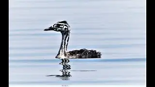 Juvenile Great crested grebe - &Sigma;&kappa;&omicron;&upsilon;&phi;&omicron;&beta;&omicron;&upsilon;&tau;&eta;&chi;&tau;ά&rho;&iota; - Kouklia dam - Cyprus 23/6/2019