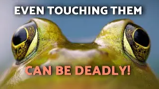 TOP 10 MOST POISONOUS TOADS! 🐸⚠️😱 | What Are the POISONOUS TOADS in the WORLD?