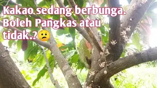 Bolehkah kakao dipangkas saat berbunga