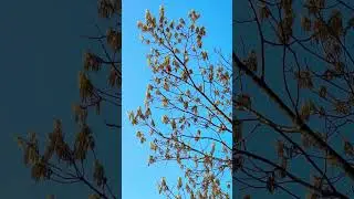 Northern Cardinal Bird beautiful Call Sound in Canada