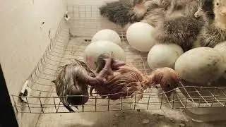 Manual hatching of duckling