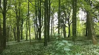 Fforest Fawr near Castell Coch