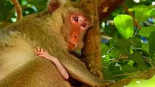 Newborn, Jane giving birth today, New baby Jody of Jane, He is Health