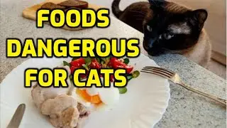10 Foods Humans Eat That Make Cats Very Sick