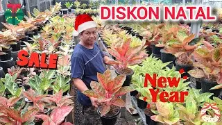 PROMO HARI NATAL !! STOK BARU !! MENOR MENOR