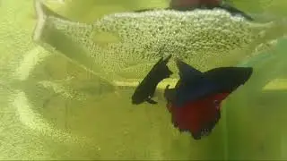 Reproducción de bettas esplenders paso a paso