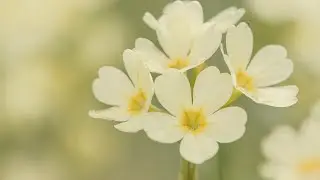 Common cowslip |&nbsp;Slow Motion (FULLHD)