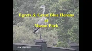Egrets & Great Blue Herons at Mason Park