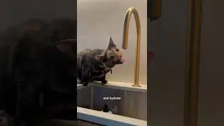 ЖИЗНЬ В ВАННЕ С 2 КОШКАМИ (12-часовая поездка в день) 😻🚐💨#жизньвване #кот #кемпер #маленькийдом #...