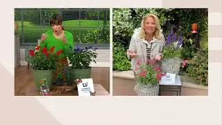 Ultimate Innovations 2Pc Hummingbird Mint Salvia Live Plants on QVC