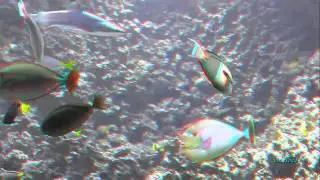 AKVARIET I BERGEN  3D Аквариум в Бергене 3D