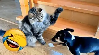 Impossible Not to Laugh 😂 | Crazy Cat & Dog Moments 🍄 #catvideos #funny_cats