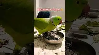 Mithu Billi Keshe Bulayenge 🐈🐱🐱 #funny #parrot#nonstoptalkingparrot #comedy#greenparrot #parrotlover