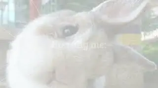 u are such a cute bunny 🤍 rabbit appearance.