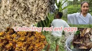 Hunting Wild Red Ant Eggs and Eating Them🤤|| Village life Food