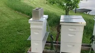 Queen Cell Starter Builder Finisher From Package 5 Weeks In Hive