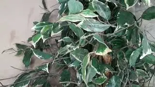 ASMR | Cleaning and Dusting  Artificial Plant | No Talking