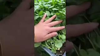 Wholesale Monstera for tissue culture plants and plug seedlings. #wholesaleplants #wholesalenursery