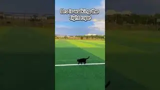 Bro is walking the tightrope 🎯🐾