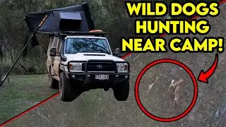 WILD DOGS HUNTING Next To Camp!! *NEARLY BECAME BREAKFAST!* // Great Dividing Range In My 79