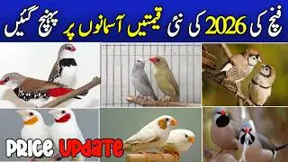 all finches new price 2026 | finches price update in pakistan | gouldiyan finch price | java finch