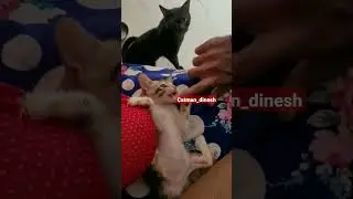 Funny kittens playing with finger|Unstoppable kitten#tinykitten #kittenshorts #playingkitten 😻😀
