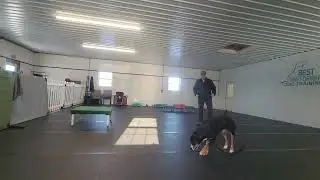 Barley the Greater Swiss Mountain Dog | Week 3 Board & Train | Stay on Place w/ Distractions