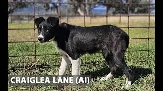 2025 WINTER Australian Working Stock Dog Auction - LOT 303 CRAIGLEA LANE (AI)