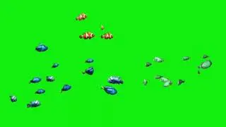 Colourful  fish green screen  | copyright free
