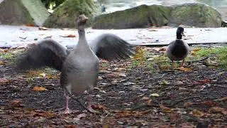 Greylag goose flapping wings