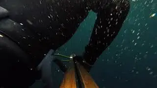 Shark vs Tuna