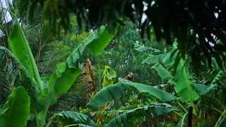 Footage SlowMotion Rain | Free Video