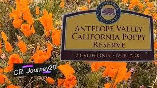 Poppy Reserve- Antelope Valley Poppy Reserve California State Park