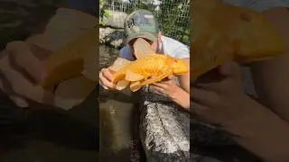 Check out this Albino Pleco!!