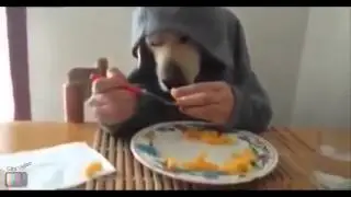 Funny Dog Compilation #2